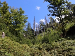 Mixed forest